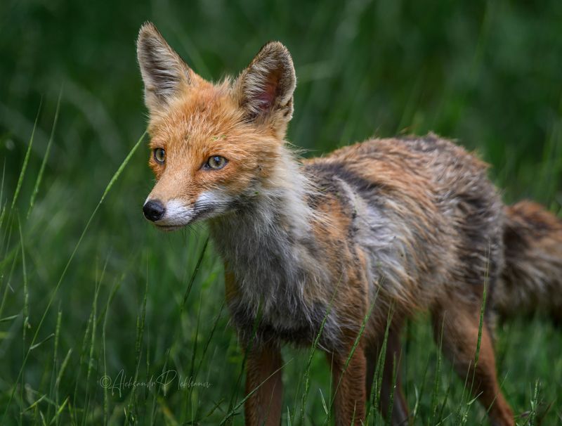 лисица Истории живой природы. Лиса.photo preview