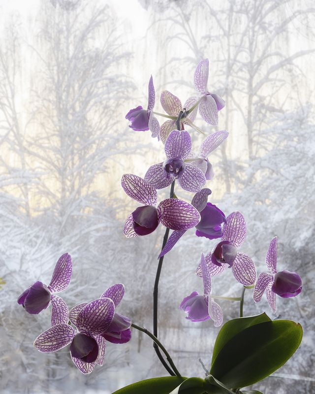 натюрморт, цветы, орхидеи, зимний пейзаж Бабочки зимойphoto preview