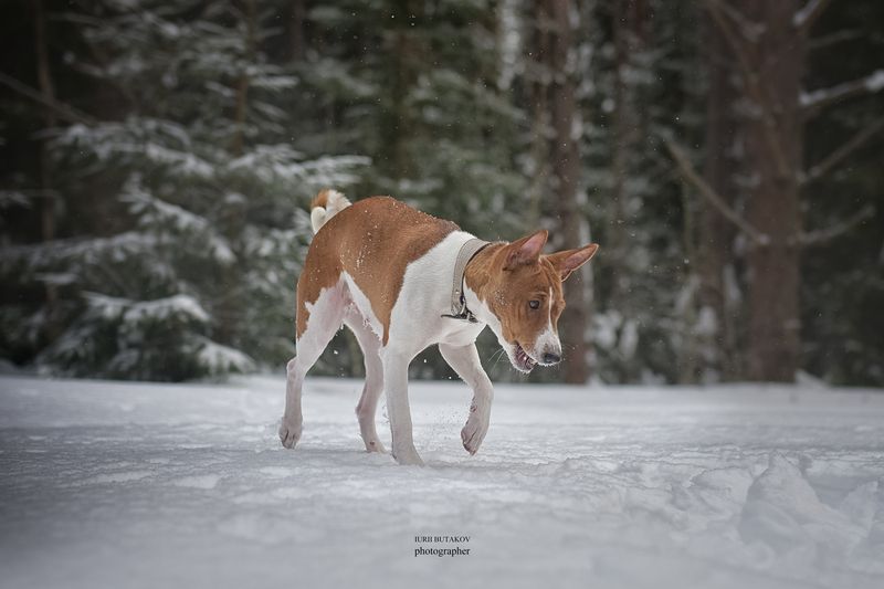 Дусяphoto preview