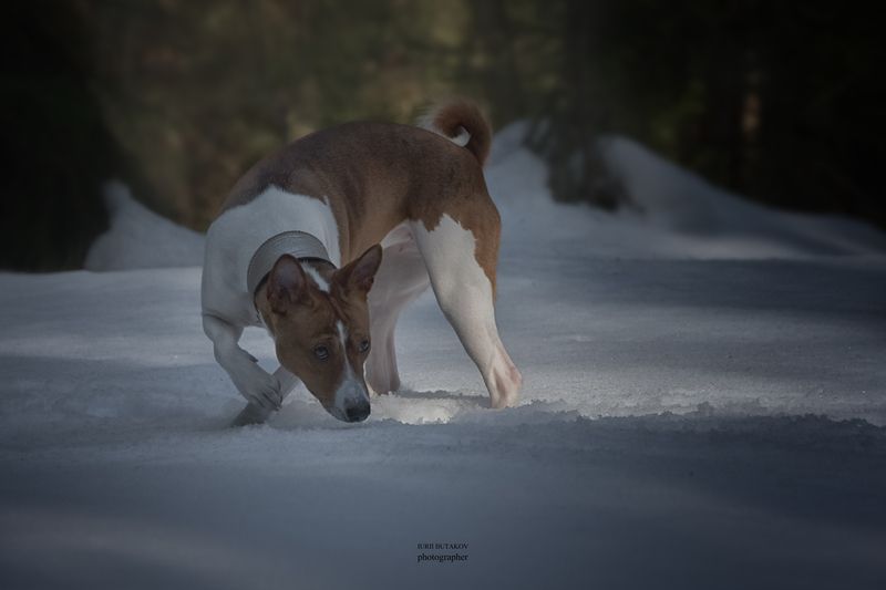 Дусяphoto preview