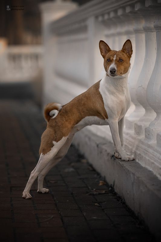 Ангаву Маиша Руфаро Аданная (Дуся)photo preview