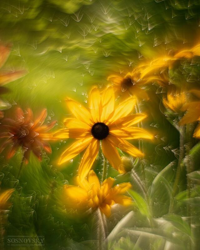 Солнышки фото превью