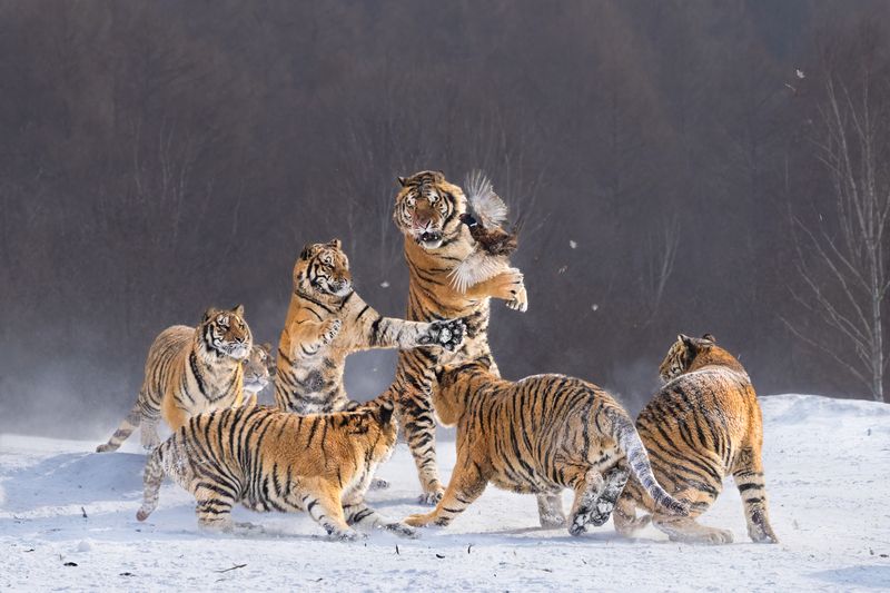 Я здесь главный...photo preview