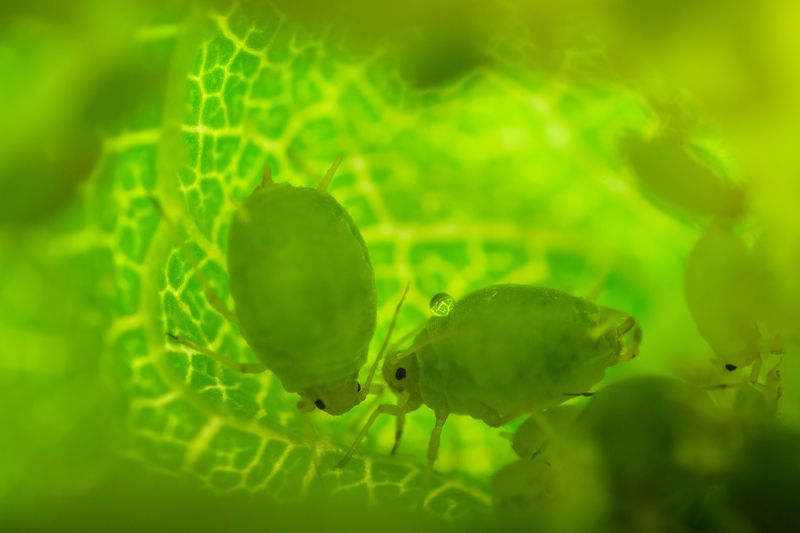 Тля, салатовый, зелёный Зелёный мирокphoto preview