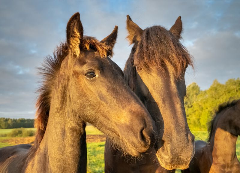 horses,morning,field Horsesphoto preview