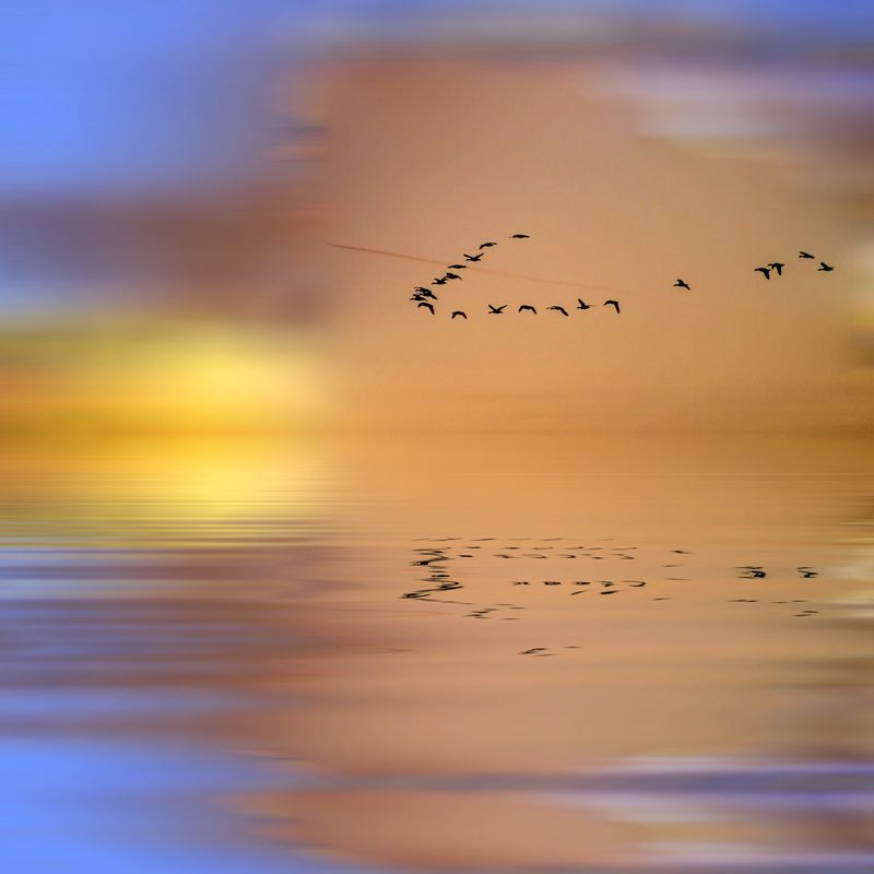 птициphoto preview