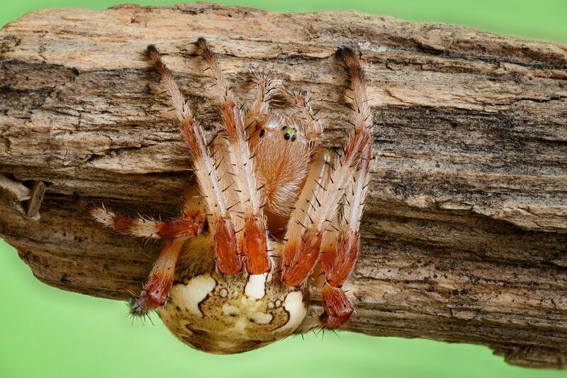 Крестовикphoto preview