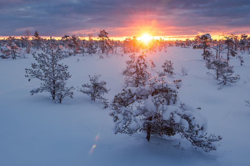 #kemeri #bog #winter #morning Морозный рассветphoto preview