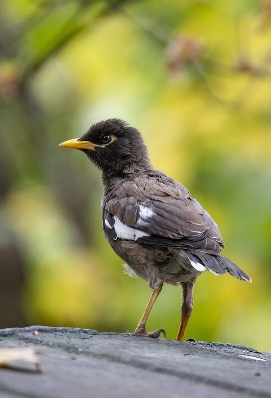 майна Майнаphoto preview