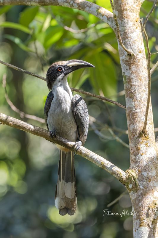 Цейлонский серый ток (Sri Lanka grey hornbill)photo preview