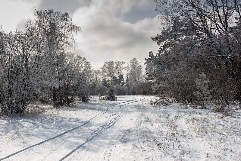 лес, деревья, зима, иней, природа photo preview