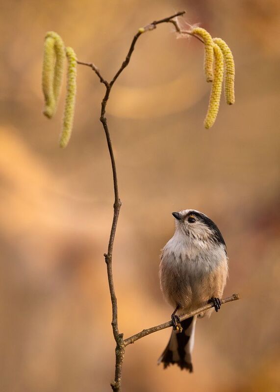 Long-tailed Tiphoto preview