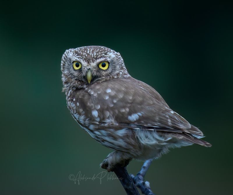 Не бойсяphoto preview