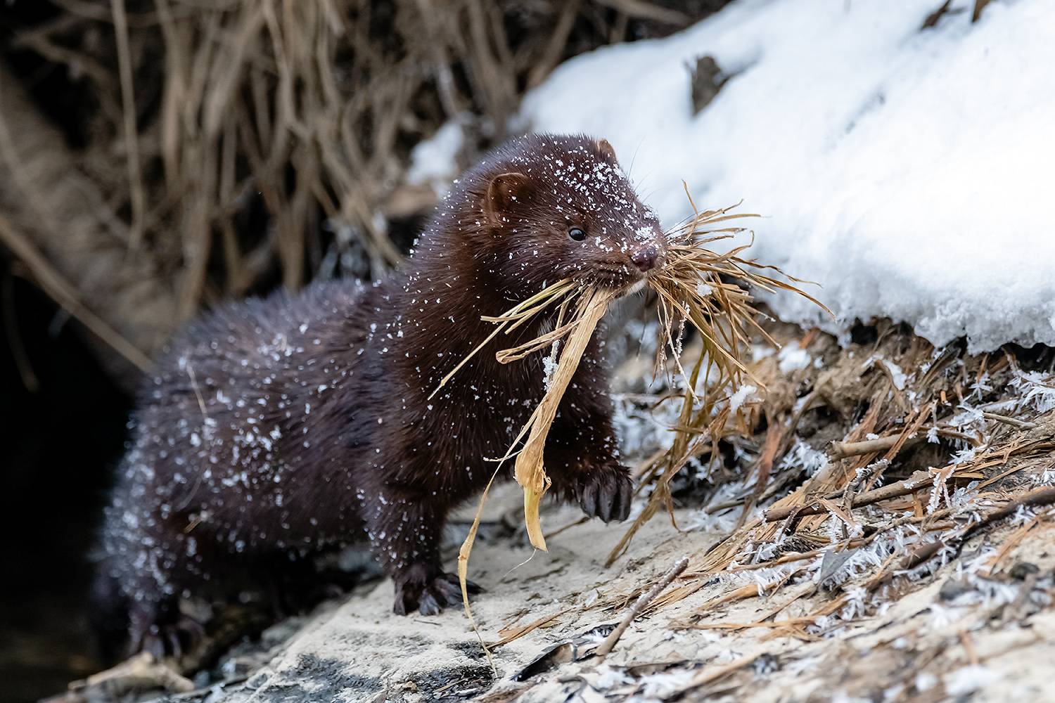 , Абросимов Александр