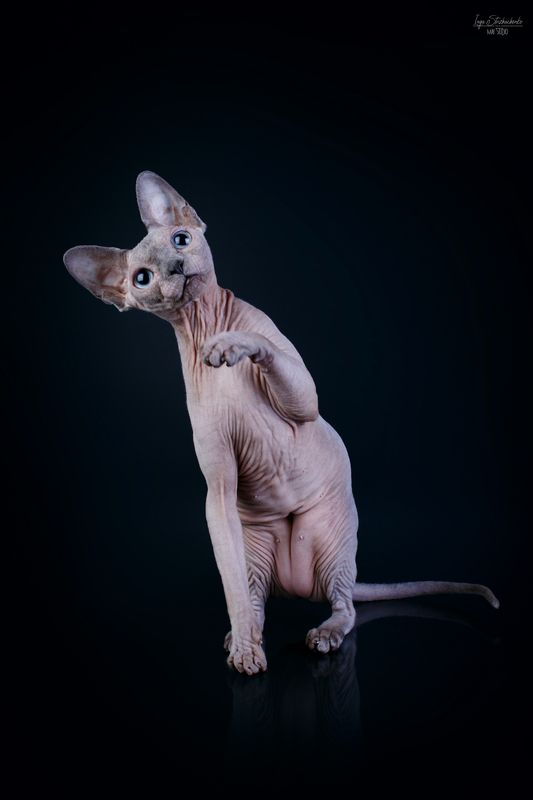 домашние животные, кошка, сфинкс Кошачье \