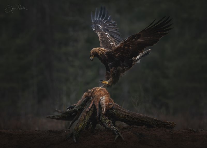 беркут, орел, golden eagle, eagle, беларусь, красный бор, хищник Танец Валькирии фото превью