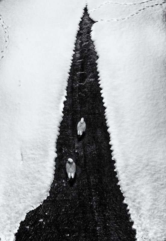 чб фото,февраль, птицы, пруд, москва Февральphoto preview