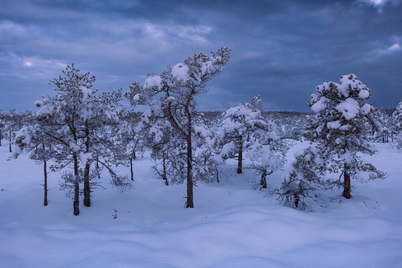 #kemeri #bog #winter #morning Морозное утроphoto preview