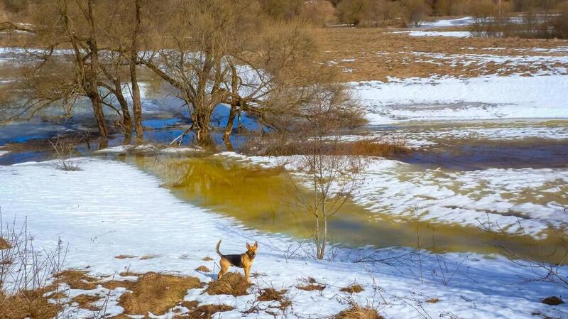 пейзаж, весна, март, солнечно, снег тает, проталины, Смоленская область начало весны фото превью