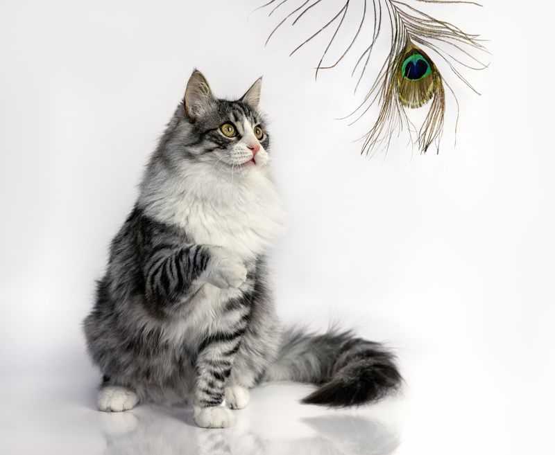 ***  фото превью