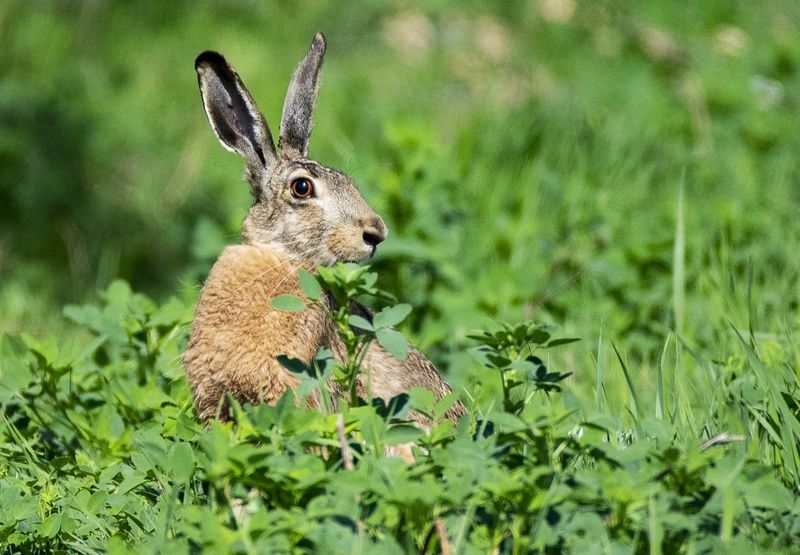 заяц Апрельский заяцphoto preview