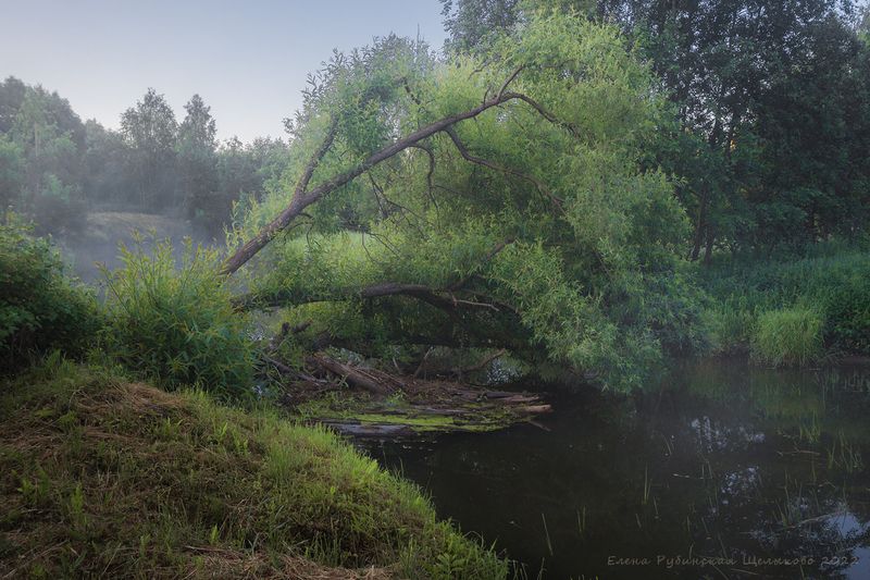 щелыково, костромская область, островский район, река куекша, река, пейзаж, утро, рассвет, лето, ива, дерево Иваphoto preview