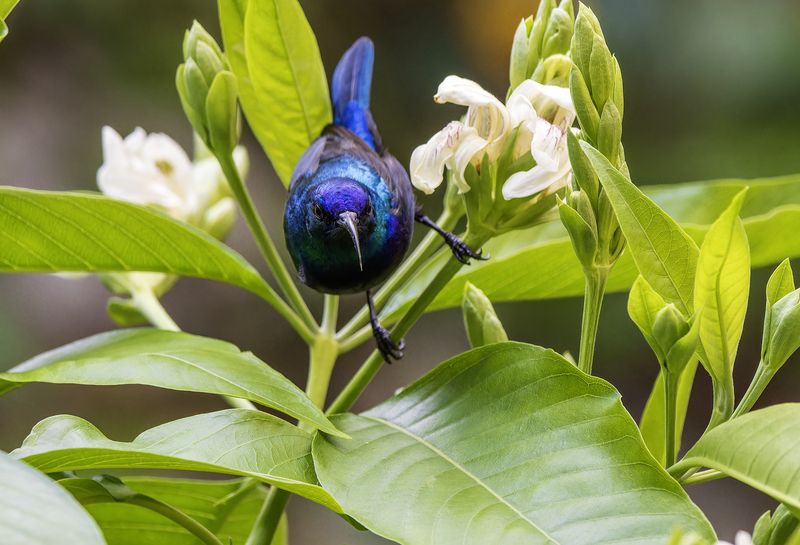 Палестинская нектарница.photo preview