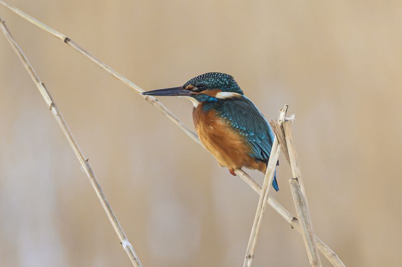 Зимородокphoto preview