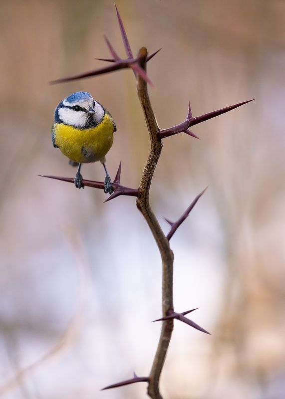 Titmousephoto preview