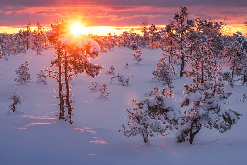 ķemeri, bog, morning, winter Морозное утро на болотеphoto preview