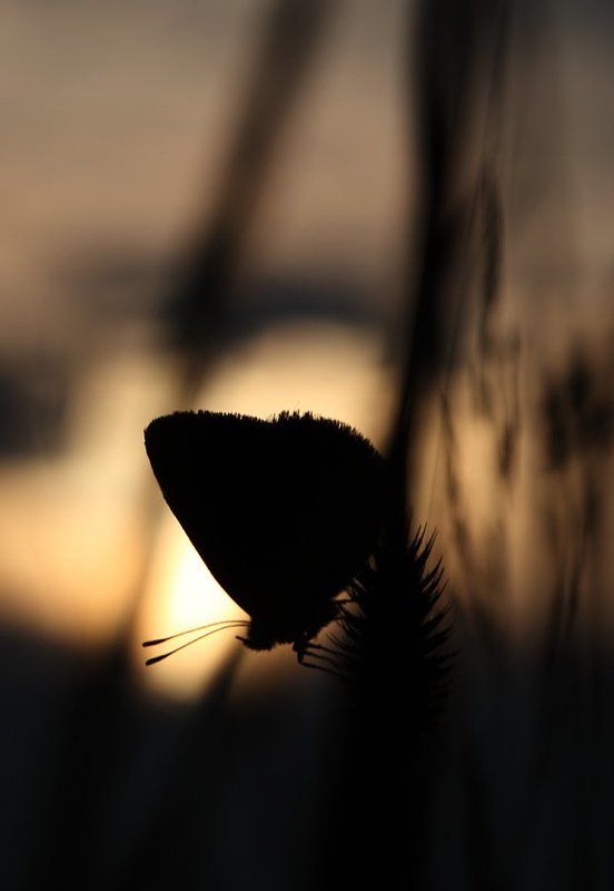 Смеркалосьphoto preview