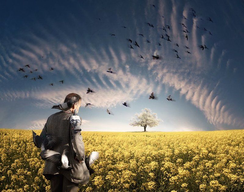 Lord of the Birdsphoto preview