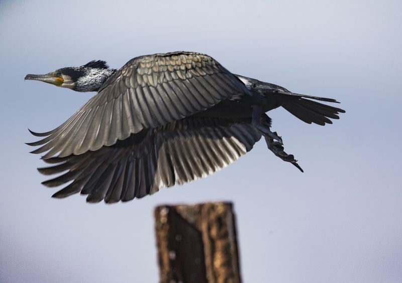 черепаха взлетелаphoto preview