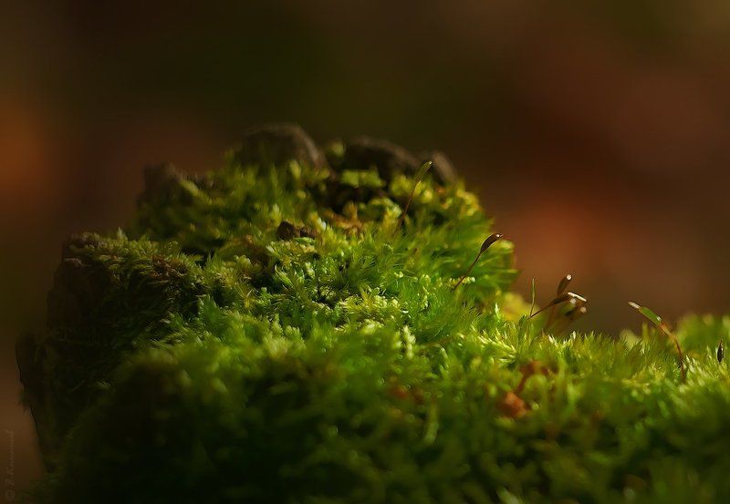 Лес, Лето, Мох, Природа, Свет, Утро Утренние грёзы... фото превью