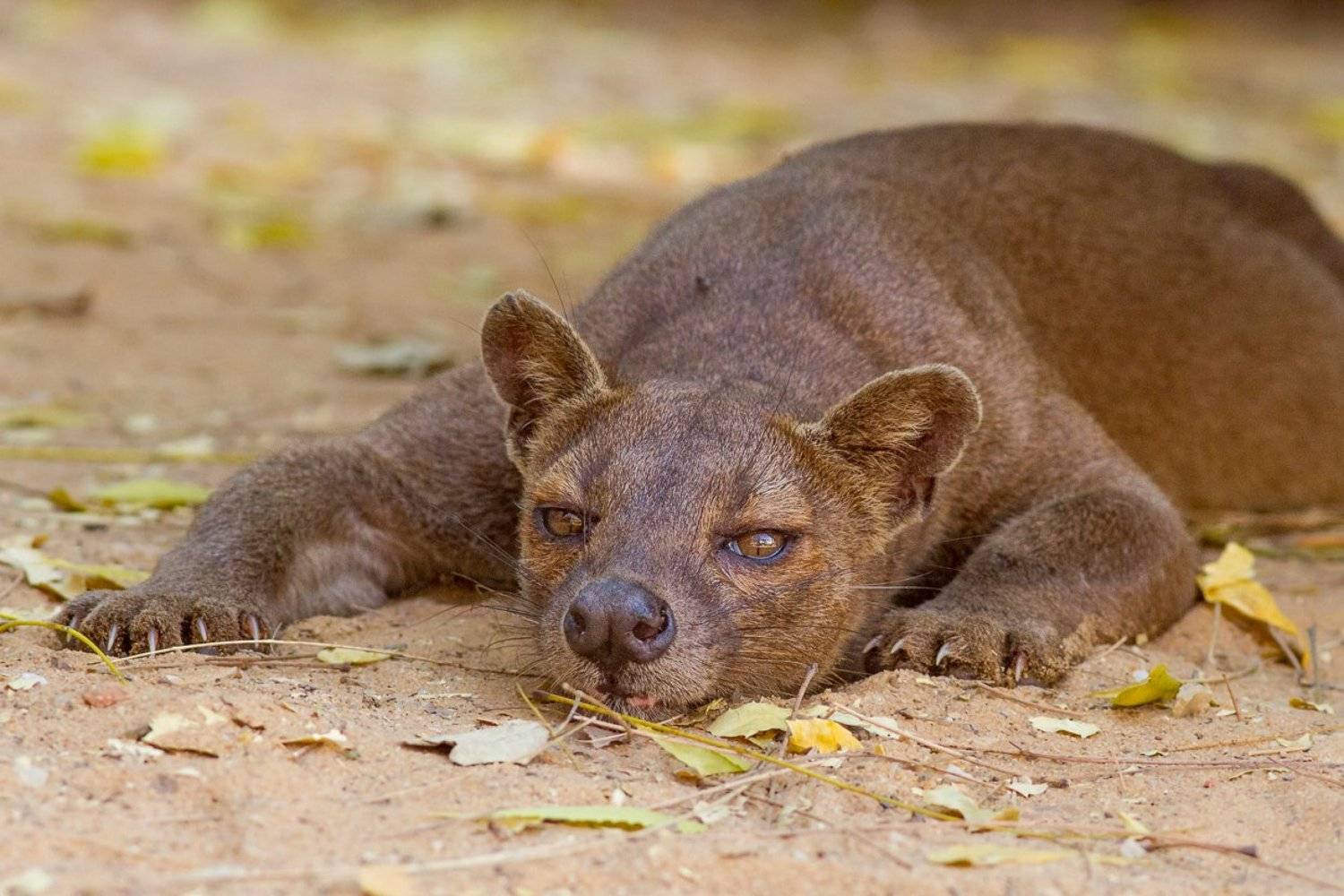 Мадагаскар, фосса, хищник, Игаль Оз