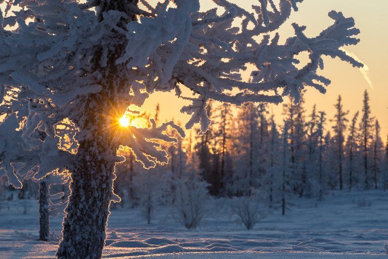 ямал, зима, мороз За полярным кругом тоже бывает солнце... фото превью