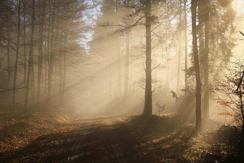 Mgła...photo preview