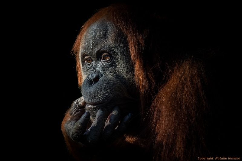 Взгляд, Глаза, Душа, Животные, Орангутан, Портрет, Сафари За парой глаз есть Душа...photo preview