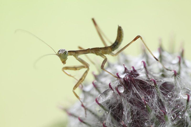 На колючкахphoto preview