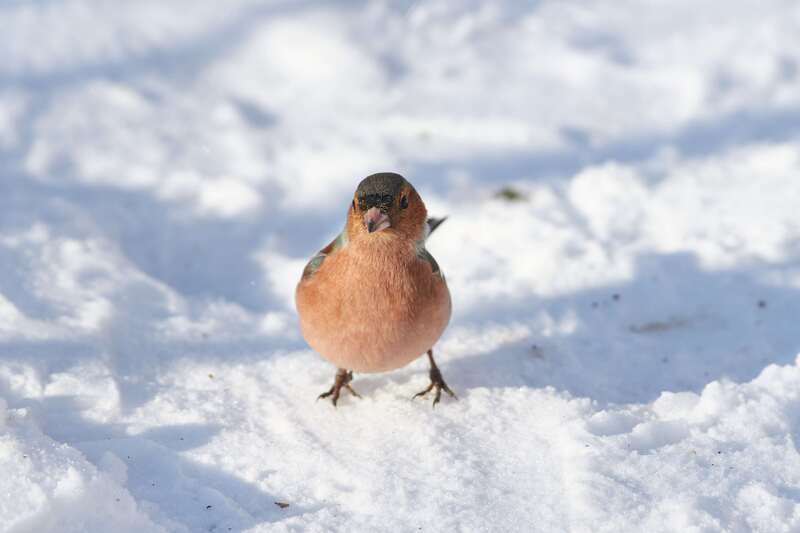 bird, birds, volgograd, russia, wildlife,  #photo preview