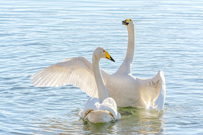 лебеди кликуны на алтае. Объятия любви.photo preview