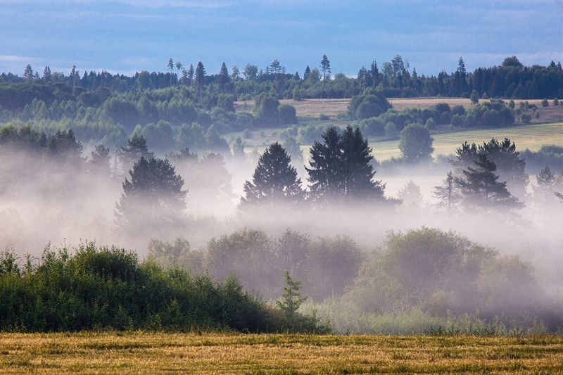 туман, пежма, вельск, лето Туманные туманы фото превью