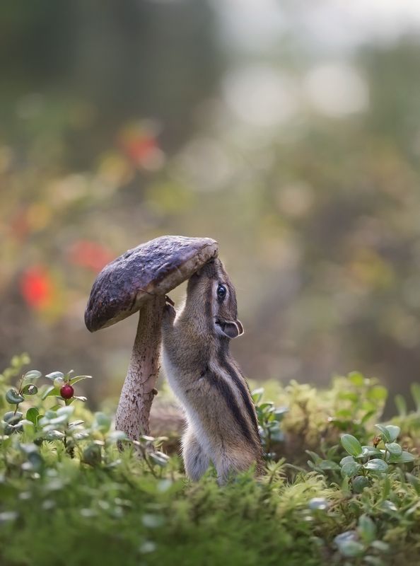 нерюнгри, бурундук, якутия, дикие_животные, женялевина, евгениялевина, животныеякутии, бурундукиибелкилевиной, подберезовик Сейчас я тебя съем! фото превью
