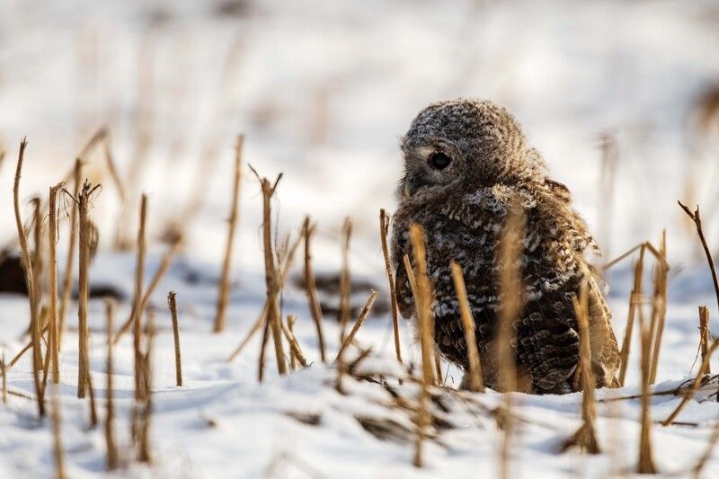 *** фото превью