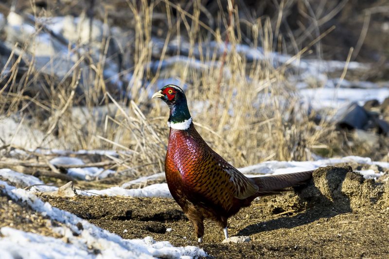 природа ***photo preview