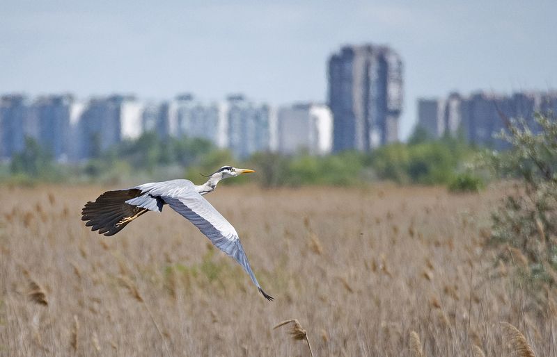 цапля птица Цапля на фоне Батайскаphoto preview