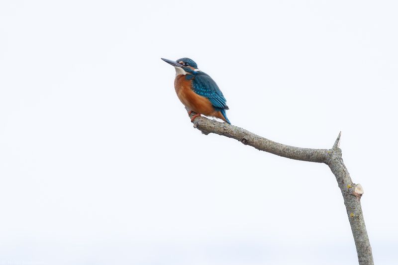 зимородок Зимородокphoto preview