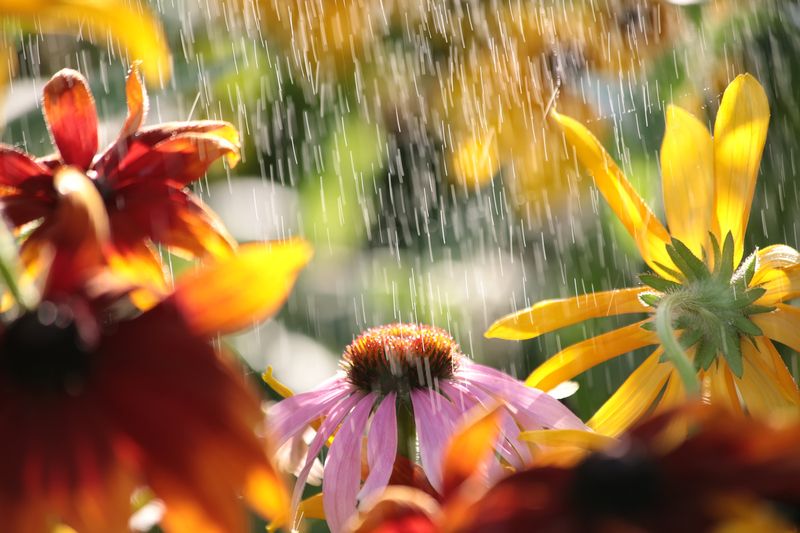 просто летний дождь, грибной дождь, лето, дождь, цветы, фотограф виталий стасов Просто летний дождь...photo preview