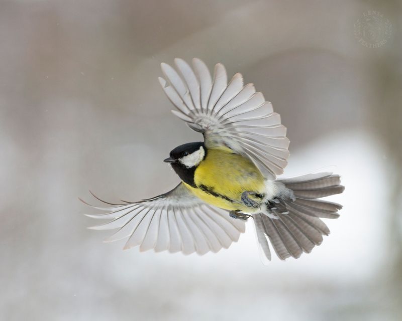 Большая синица - Lens and Feathersphoto preview