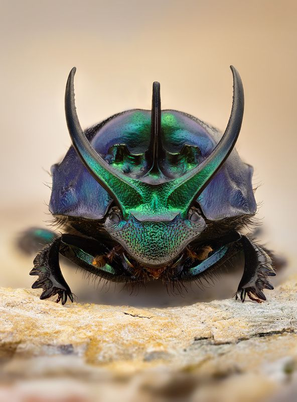 coleoptera, scarabaeidae, proagoderus schwaneri, навозник, mėšlavabalis Боец фото превью